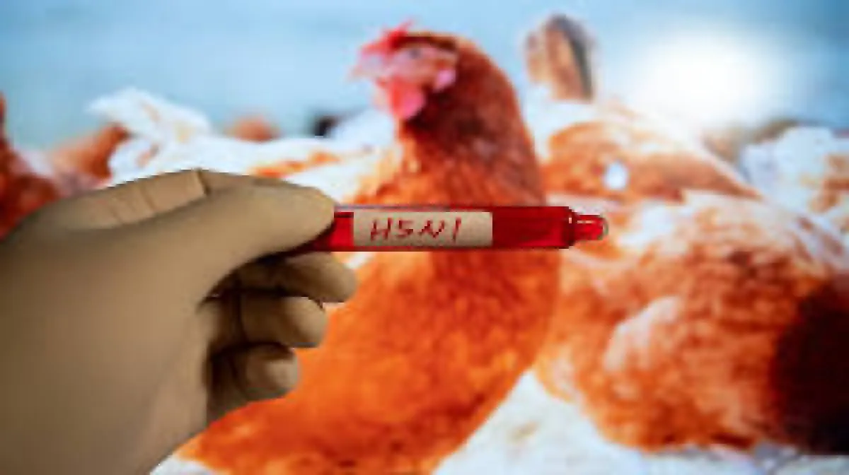 أستراليا تؤكد أول إصابة بإنفلونزا الطيور H5N1